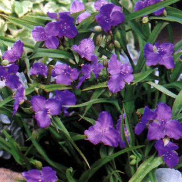 Arborix, grüner und billiger 6 x Dreimasterblume Leonora - Tradescantia 'Leonora' - Topf 9cm x 9cm