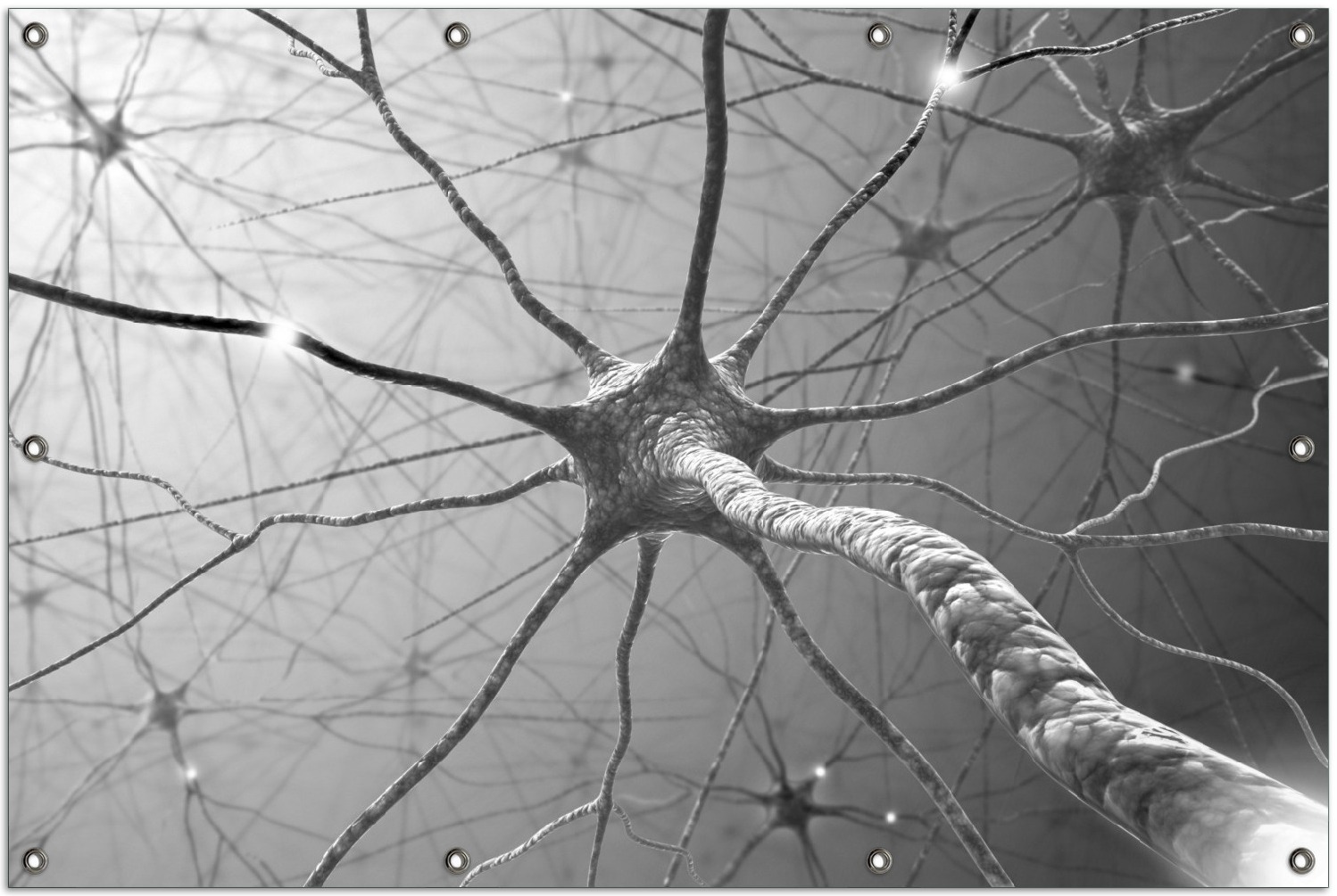 Wallario Outdoor-Poster für Garten oder Balkon, Motiv Menschliche Nervenzelle - schwarz weiß, in ca. 100 x 150 cm goban5565s-100150