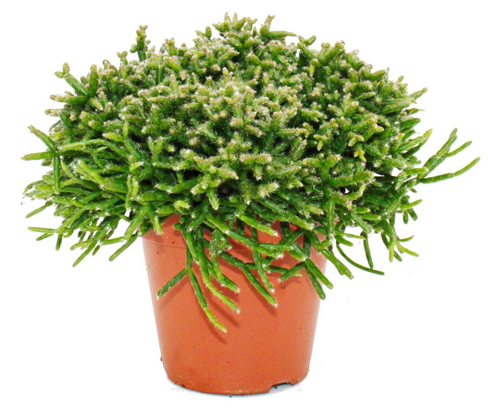Exotenherz Rhipsalis burchelli - Korallenkaktus - im 12cm Topf - sukkulente Zimmerpflanze 1260313112024-02