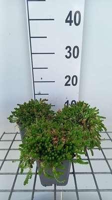 GRDplanten 6 x Sedum acre 'Aureum' - Fettblatt - Topf 9 x 9 cm