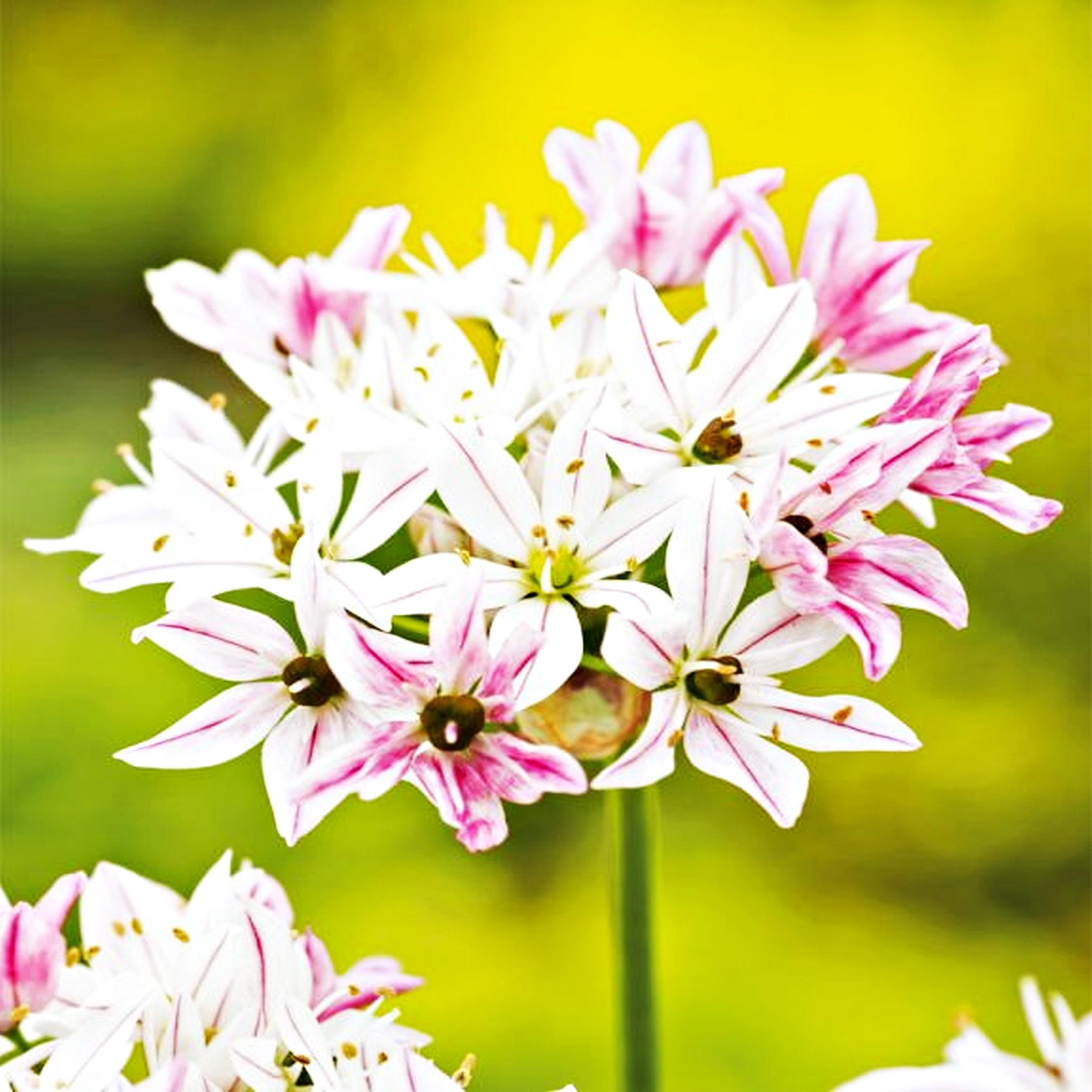 allium cameleon