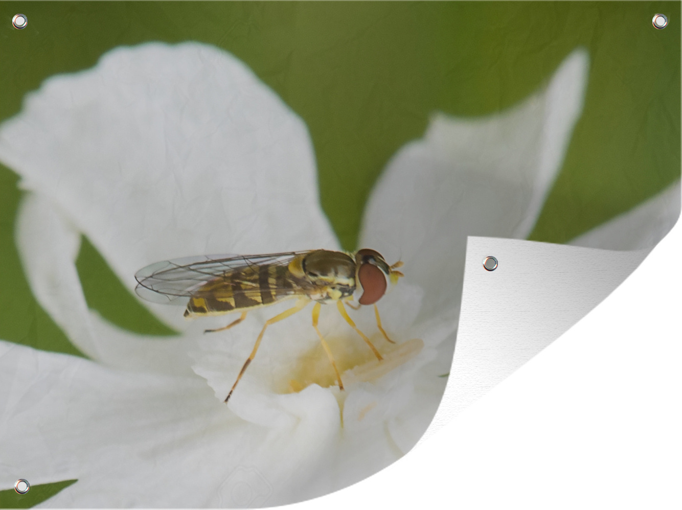 MuchoWow® 40x30 cm Outdoor-Poster Gartendeko Sichtschutz Garten Poster für den Garten Schwebfliege auf Blüte 133|1284081