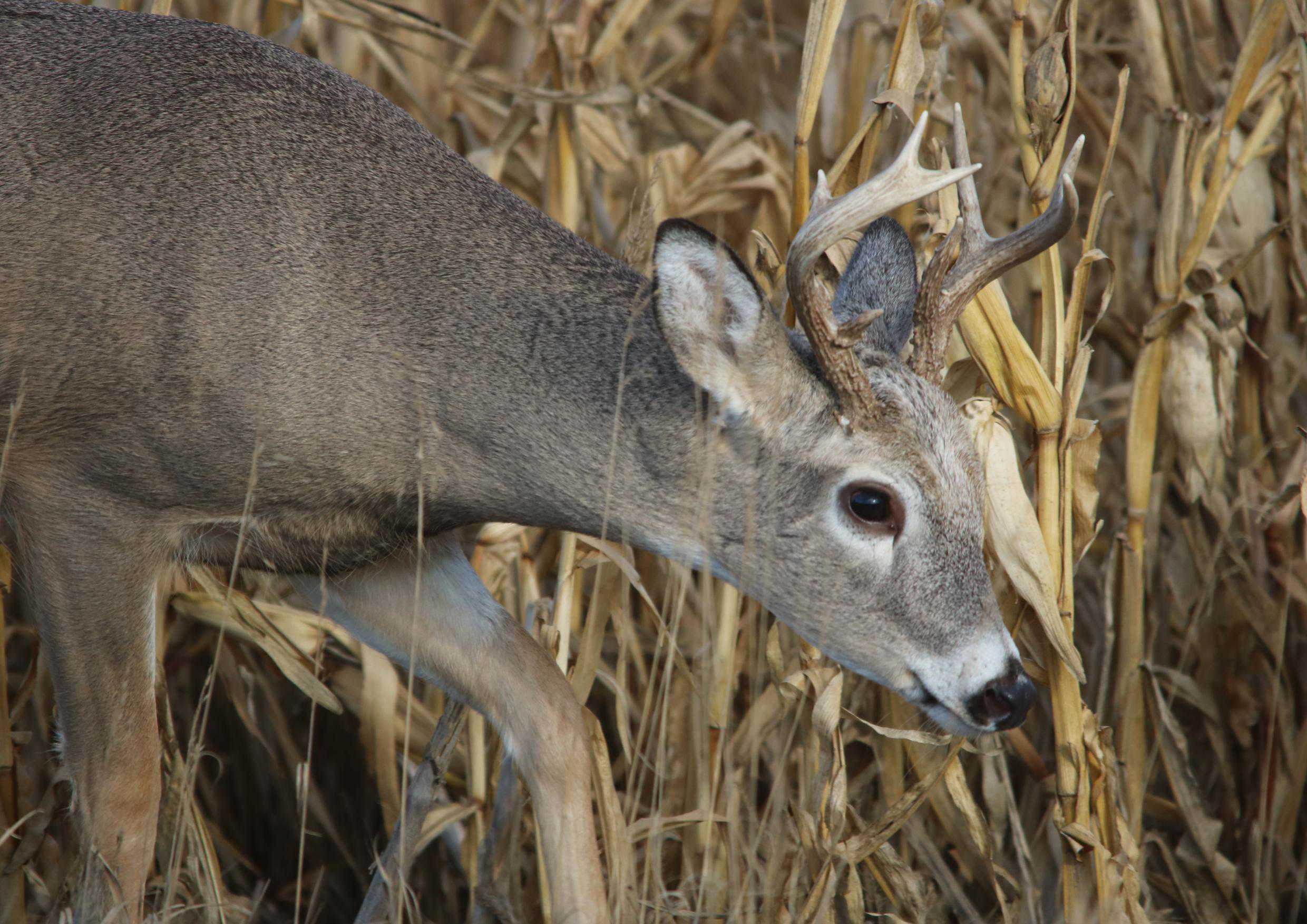hansepuzzle 19761 - Reh im Maisfeld Puzzle, 260 Teile, Tierwelt, 41,0 x 28,0cm mit hochwertiger Aufbewahrung, Kartonbox & Beutel