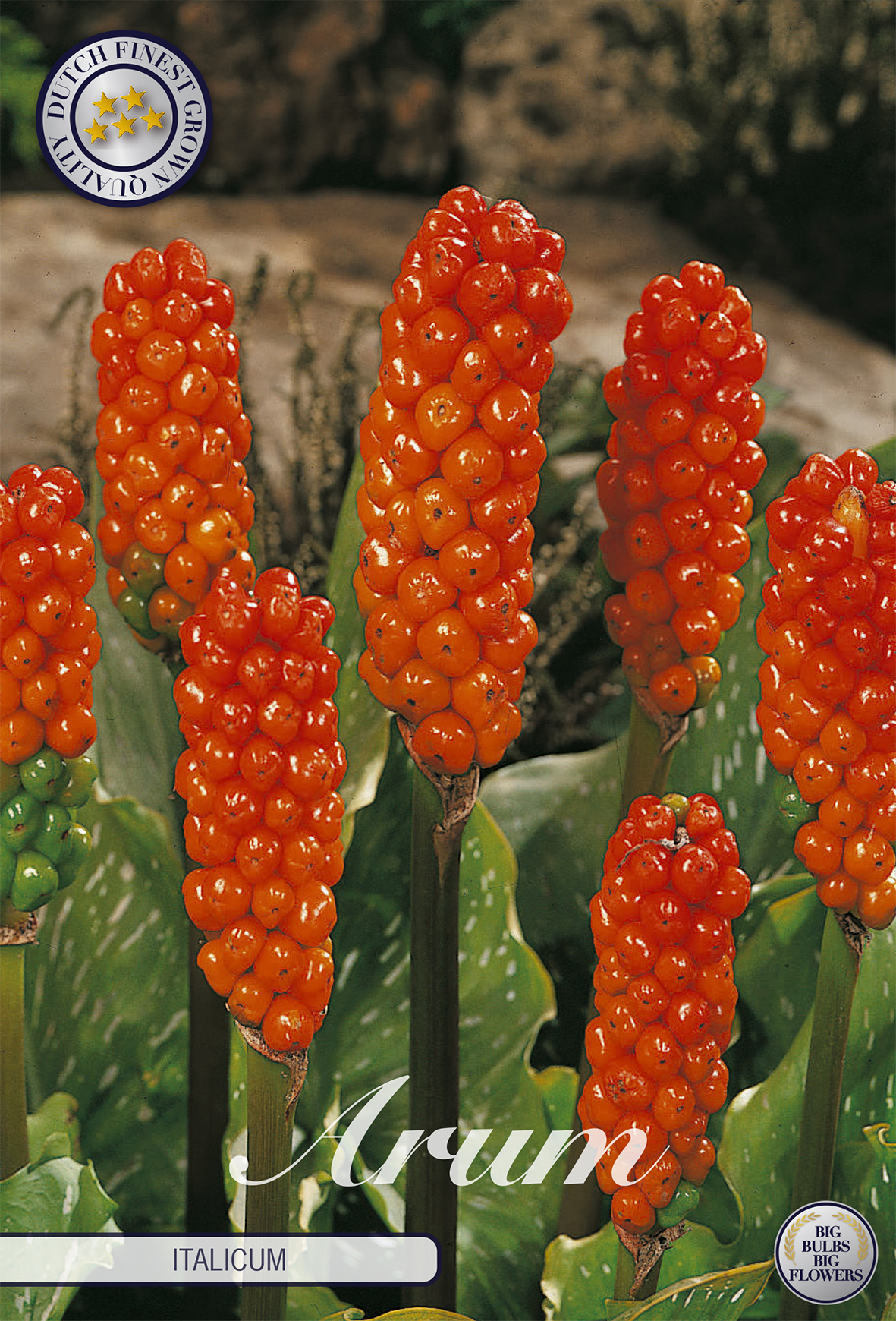 Bakker.com - Italienischer Aronstab (x3), Das beutel von 3 blumenzwiebeln / kaliber I 84200-bl