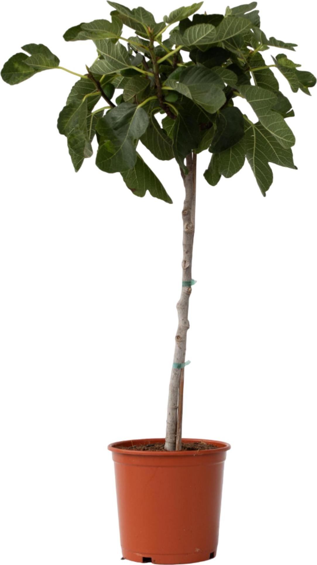 Feigenbaum - Ficus Carica - Hhe 70-90cm - 21cm