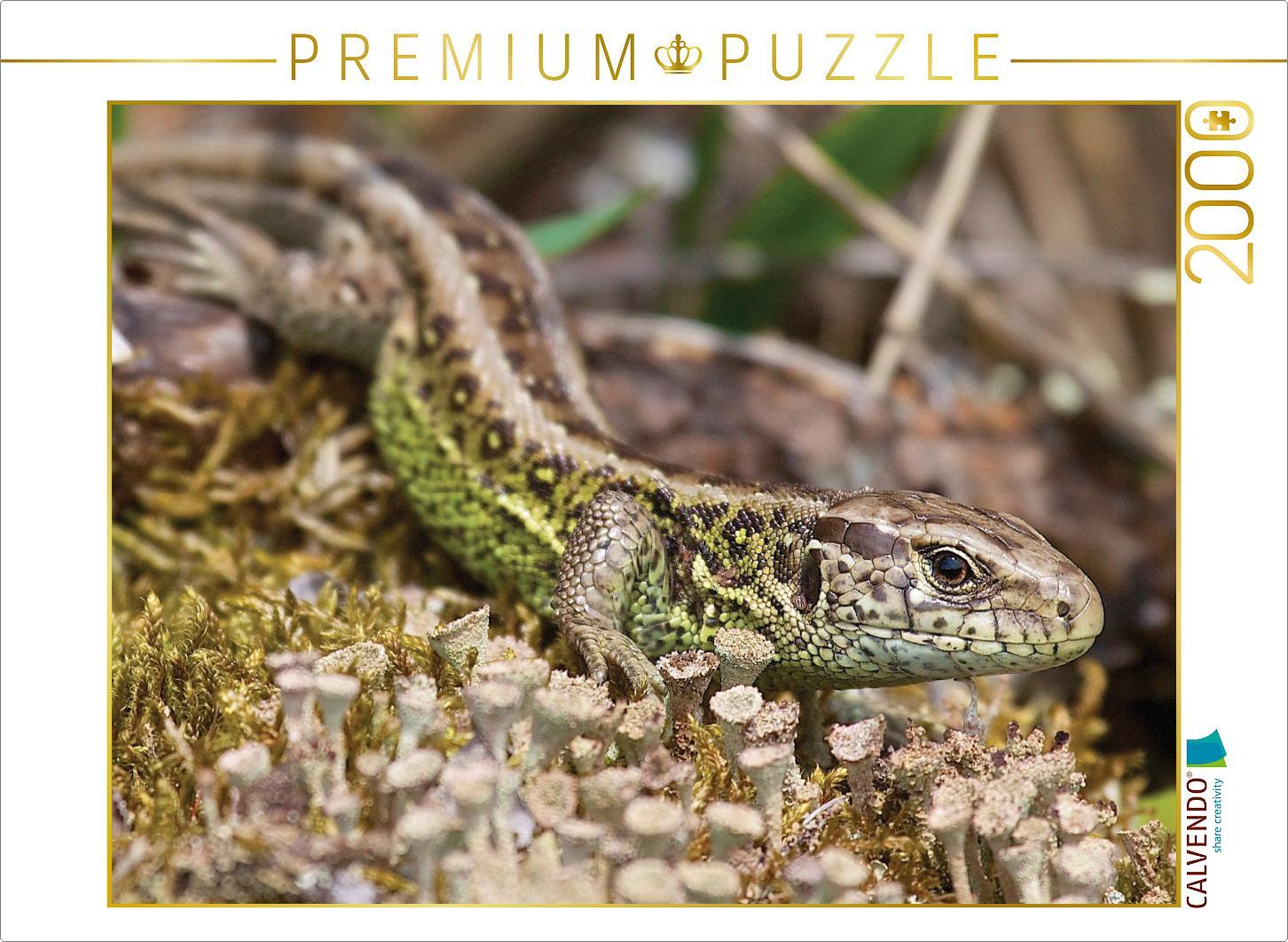 CALVENDO Puzzle Zauneidechse 2000 Teile Puzzle quer | 2000 Teile Lege-Größe 90x67cm Foto-Puzzle für glückliche Stunden