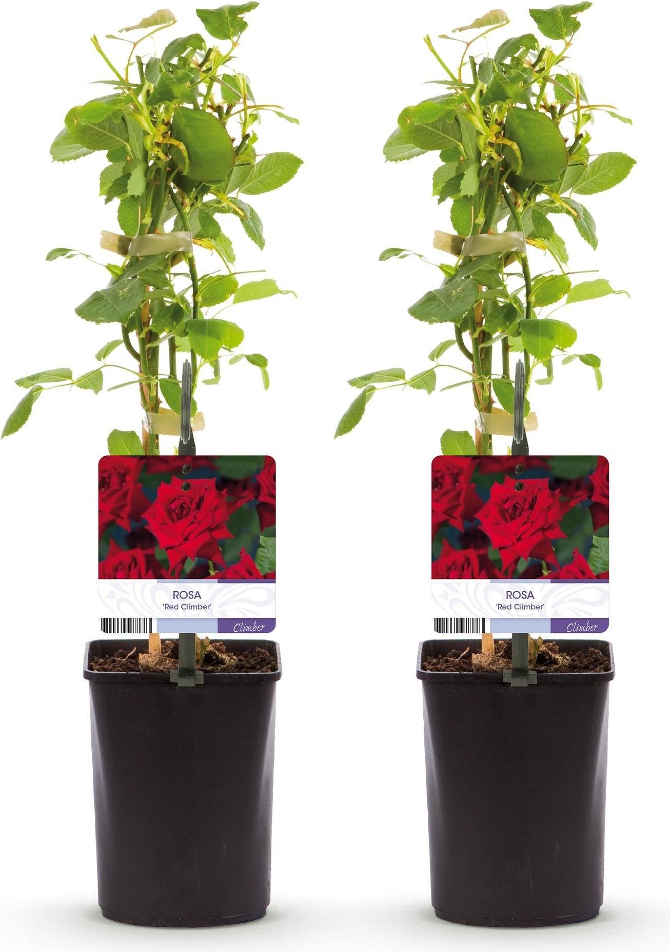 Green Boutiq GreenboutiQ - Kletterrose - Rosa Red Climber - Blüte Rot - Wenig Pflege - 2 Pflanzen - Topf 11cm Höhe 40cm 48328