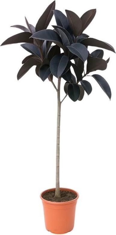 Oasis of Life Ficus Elastica Abidjan 130cm Luftreinigend Zimmerpflanze Grünpflanze Topfpflanze