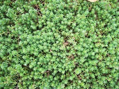 GRDplanten 6 x Sedum album 'Murale' - Fettblatt - Topf 9 x 9 cm
