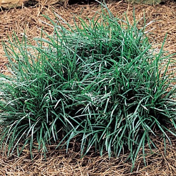 Arborix, grüner und billiger 6 x Kleiner-Garten-Schlangenbart - Ophiopogon japonicus 'Minor' | Topf 9cm x 9cm OPJMINOR-113