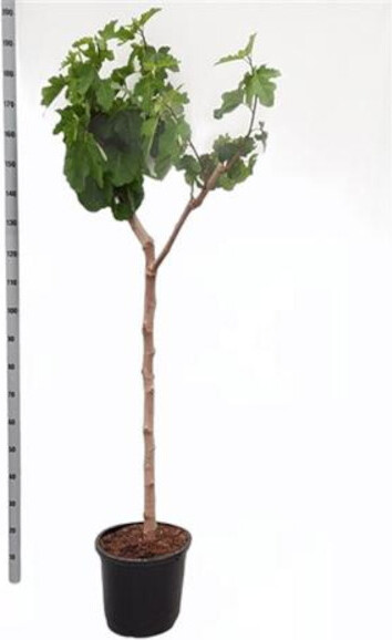 Blumen-Senf Feige Napolitana Baum 160-200 cm - Ficus carica -kräftiger Stamm - Feigenbaum