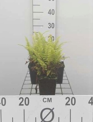 GRDplanten 6 x Pteridium aquilinum - Adlerfarn - Topf 9 x 9 cm