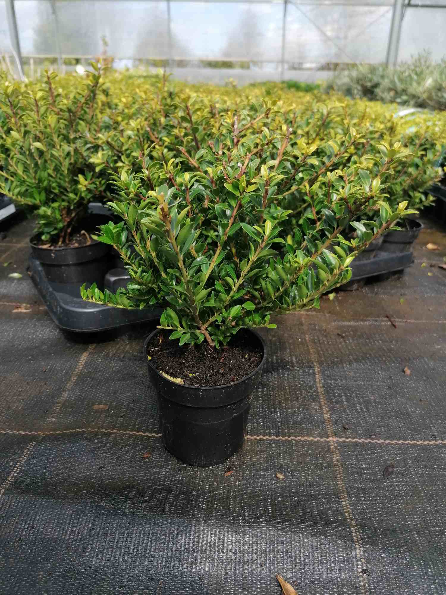 Blumen-Senf Ilex crenata 'Glorie Gem' 20-25 cm 6 Pflanzen - Stechpalme Heckenpflanzen - Idealer Buchsbaum-Ersatz