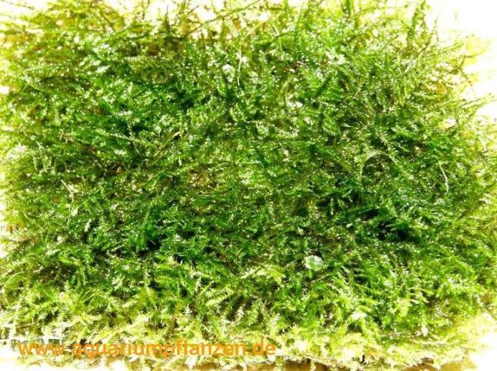 Mühlan Wasserpflanzen 1 Matte Spiky Moos, Taxiphyllum, Moosmatte 442