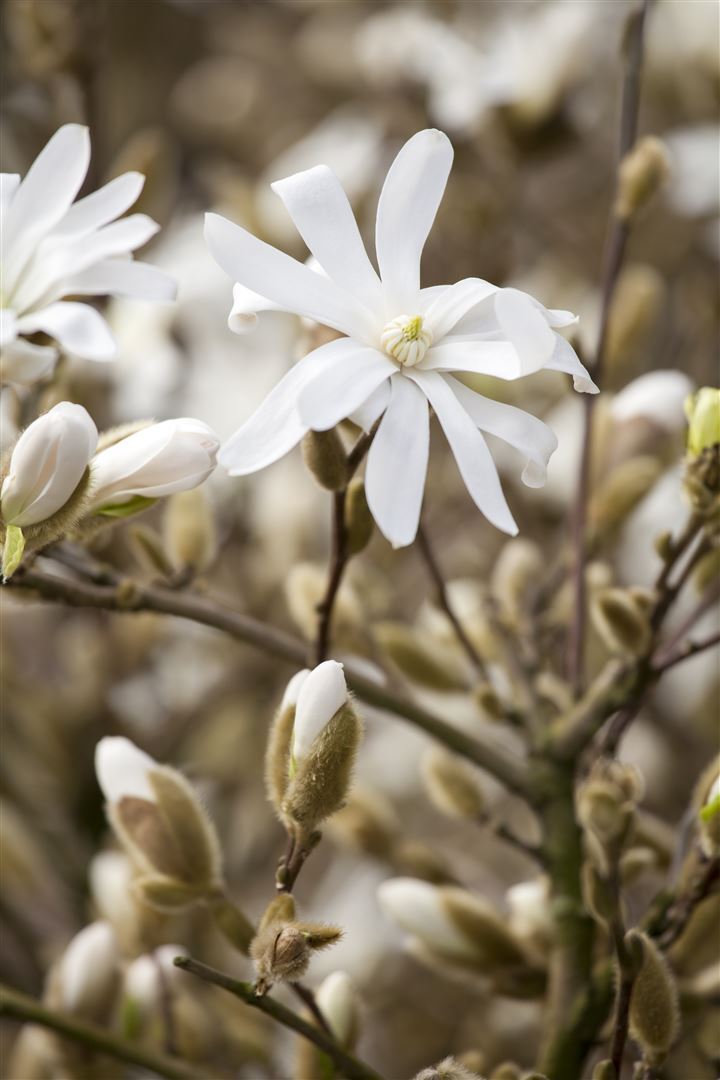 Pflanzen-für-dich.de Magnolia stellata 'Royal Star', Sternmagnolie, weiß, 40–60 cm