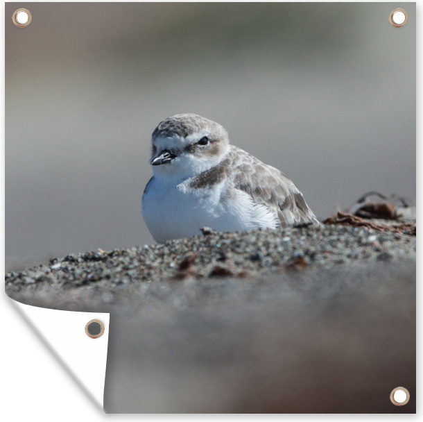 MuchoWow® 50x50 cm Outdoor-Poster Gartendeko Sichtschutz Garten Poster für den Garten Sandregenpfeifer am Strand 133|183354160