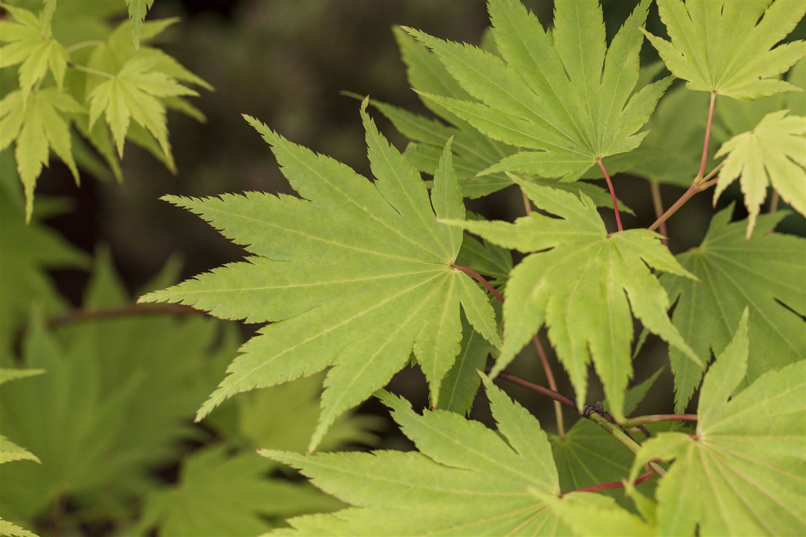 Pflanzen-für-dich.de Acer shirasawanum 'Jordan', Japanischer Ahorn, gelbgrün, 60–100 cm