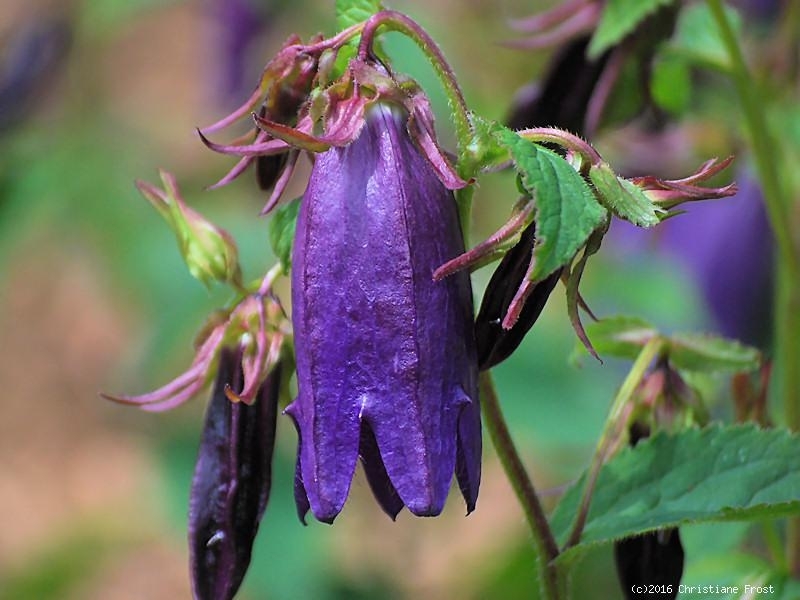 Fechner Pflanzen 3 x Glockenblume Sarastro, riesige Blüten , Tb 11