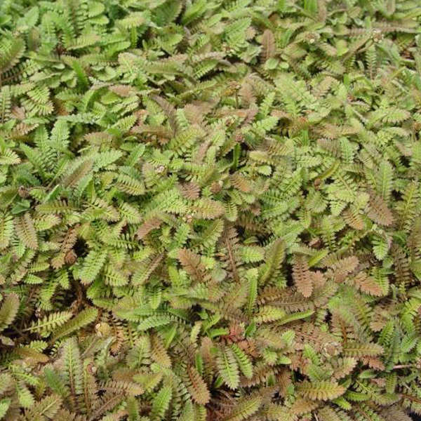 Arborix, grüner und billiger 6 x Fiederpolster - Leptinella potentillina | Topf 9cm x 9cm LEPOTENT-113