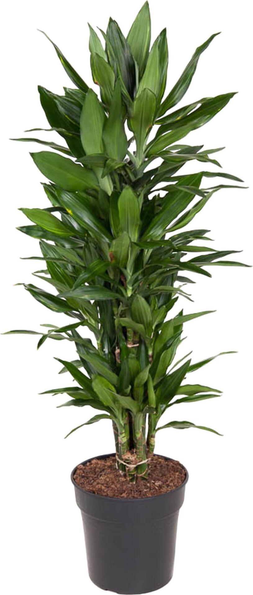 Everyplants Drachenbaum Janet Lind verzweigt - 110 cm - ø27