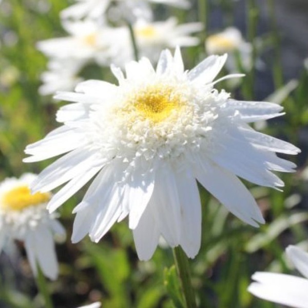 Arborix, grüner und billiger 6 x Margerite - Leucanthemum 'Wirral Supreme' | Topf 9cm x 9cm LEWSUPRE-113