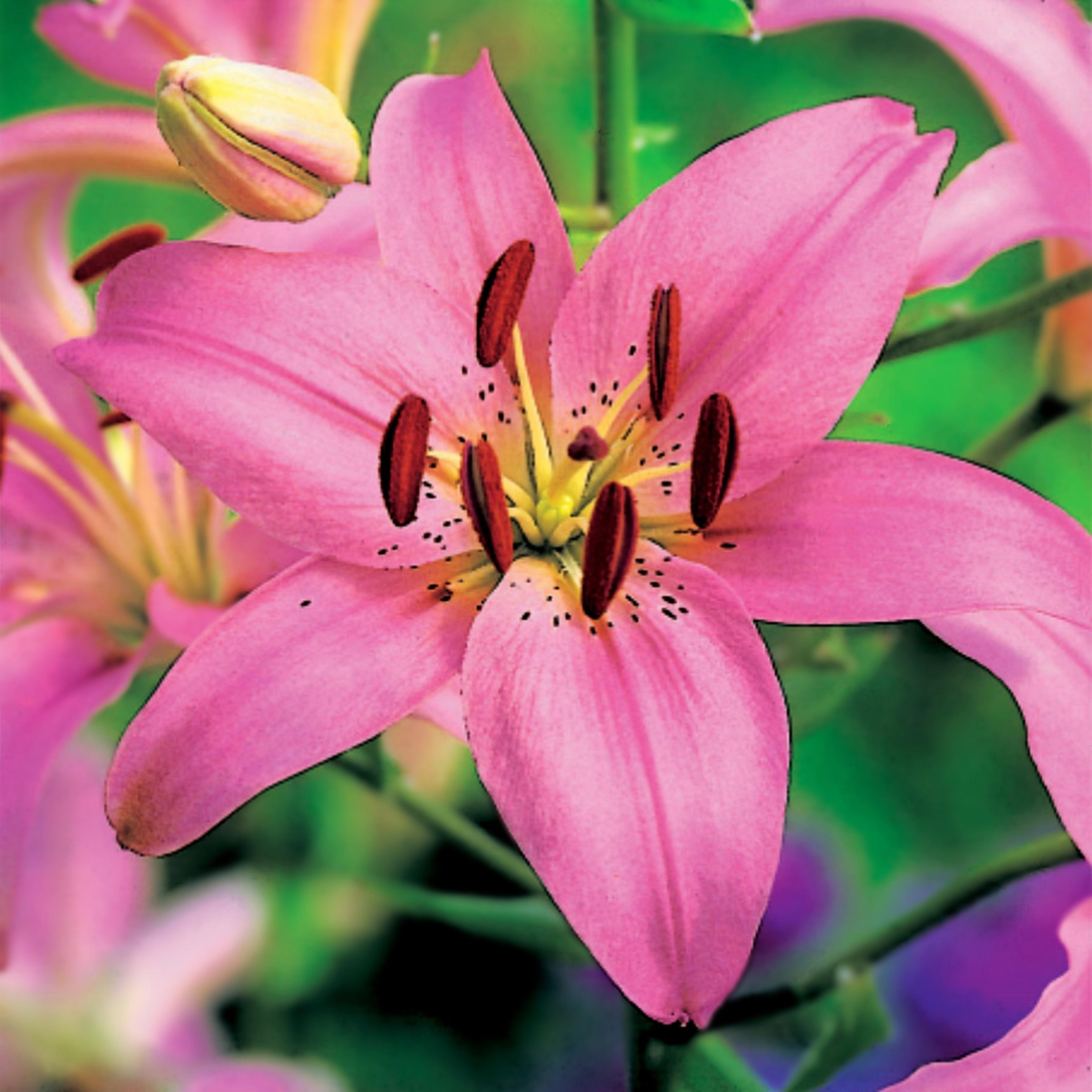 Benex Asiatische Lilie Lilium Zwiebel Blumen Asiatische Lilie Rosa XXL 1 St.