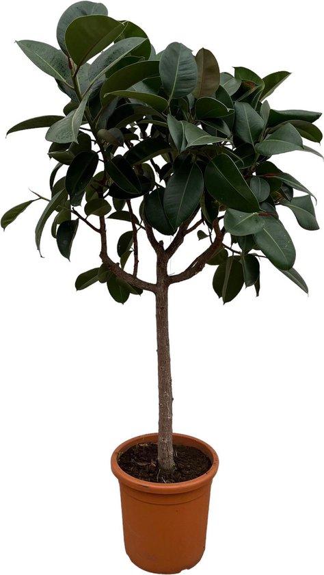 Famanu Ficus Elastica Robusta - 180 cm - ø30 131312