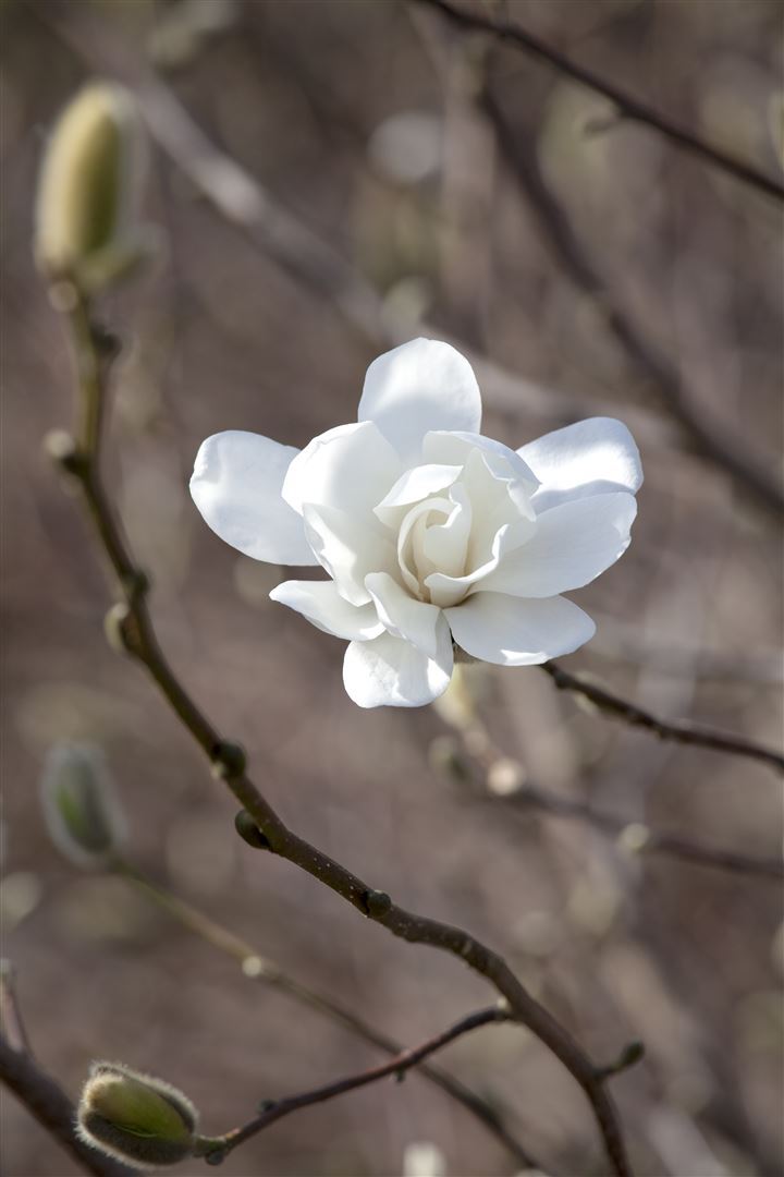 Pflanzen-für-dich.de Magnolia loebneri 'Merrill', Loebner-Magnolie, weiß, 50–60 cm