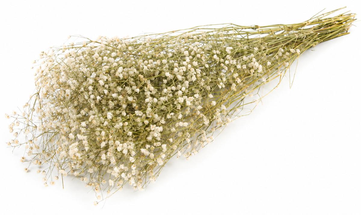 Schleierkraut getrocknet im Bund 50-60 cm Gypsophila