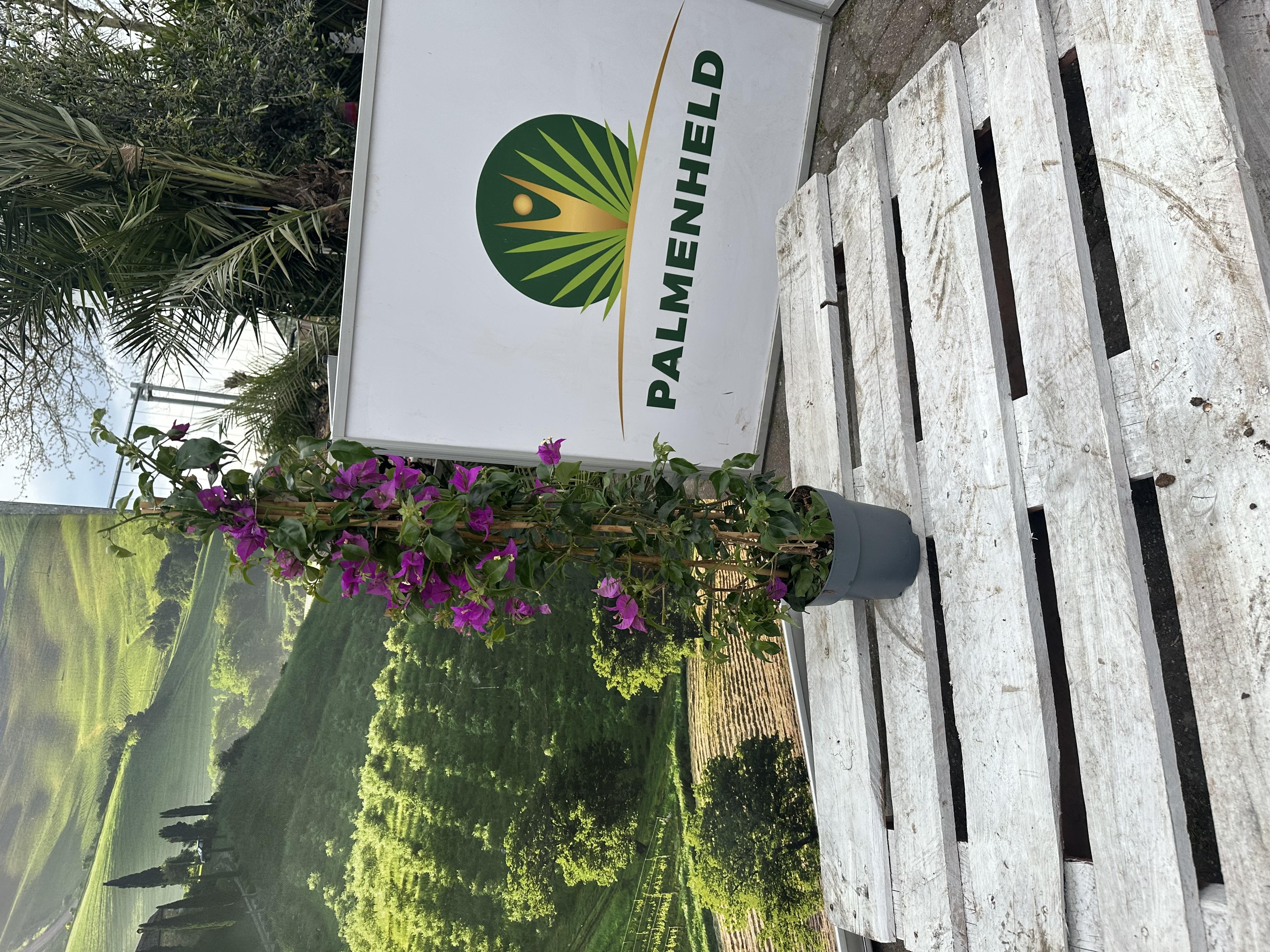 Palmenheld Bougainvillea Spalier 90-110 cm Drillingsblume Bougainvillee Pflanze Kübelpflanze lila Blüten Alexandra glabra