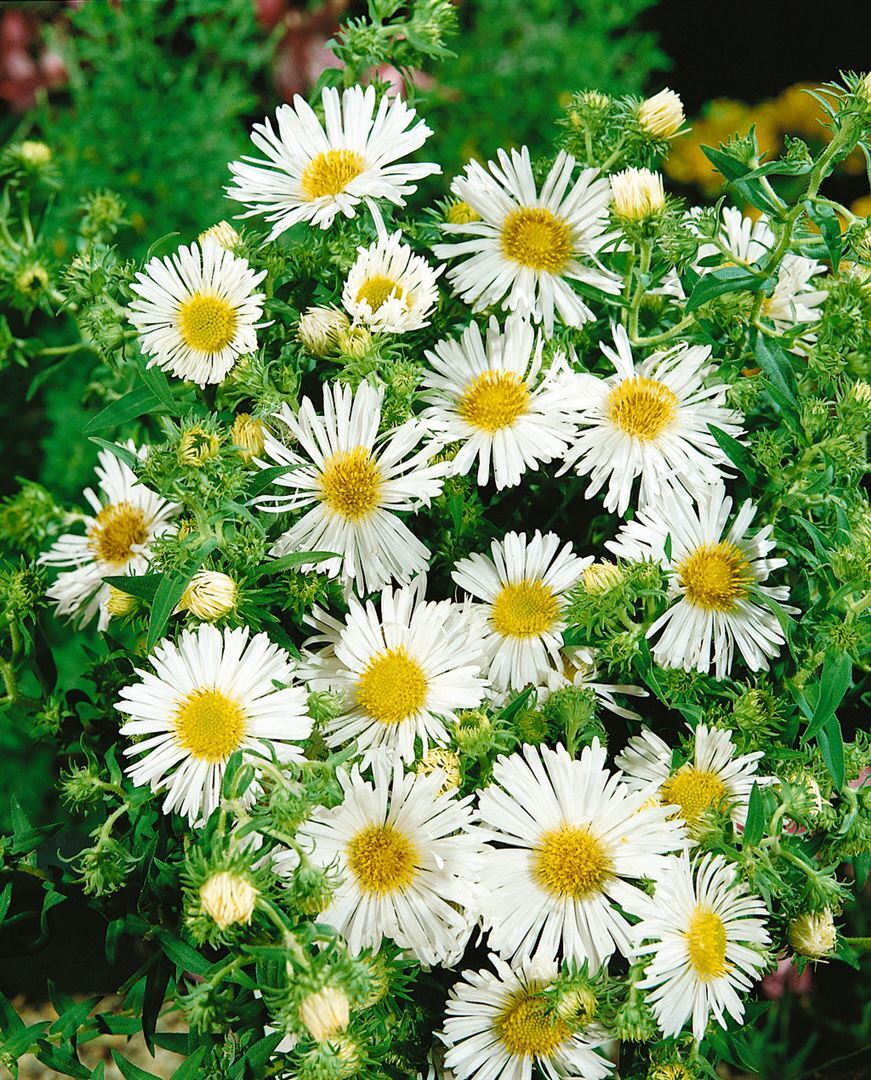 Pflanzen-für-dich.de Aster novae-angliae 'Herbstschnee', Herbstaster, weiß, ca. 11x11 cm Topf SANA000670