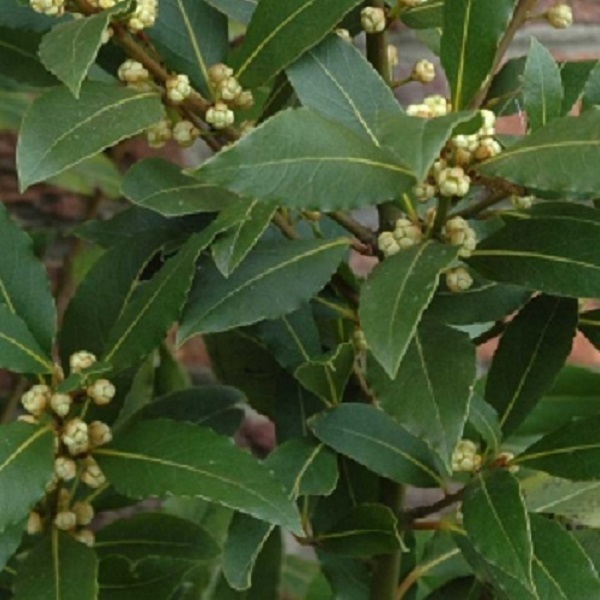 Arborix, grüner und billiger 6 x Echter Lorbeer - Laurus nobilis | Topf 9cm x 9cm LANOBILI-113