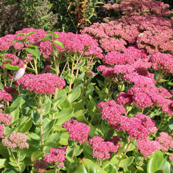 Arborix, grüner und billiger 6 x Hohe Fetthenne - Sedum 'Herbstfreude' | Topf 9cm x 9cm SEHERBST-113