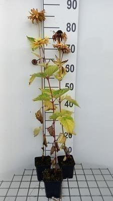 GRDplanten 6 x Heliopsis hel. 'Mars' - Heliopsis - Topf 9 x 9 cm