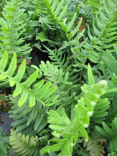 Baumschule Grannenfarn - Schildfarn - Polystichum setiferum bot. Art
