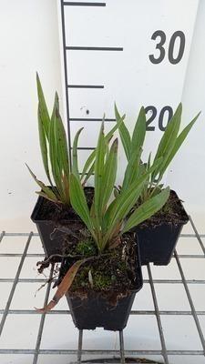 GRDplanten 6 x Echinacea simulata - Sonnenhut - Topf 9 x 9 cm