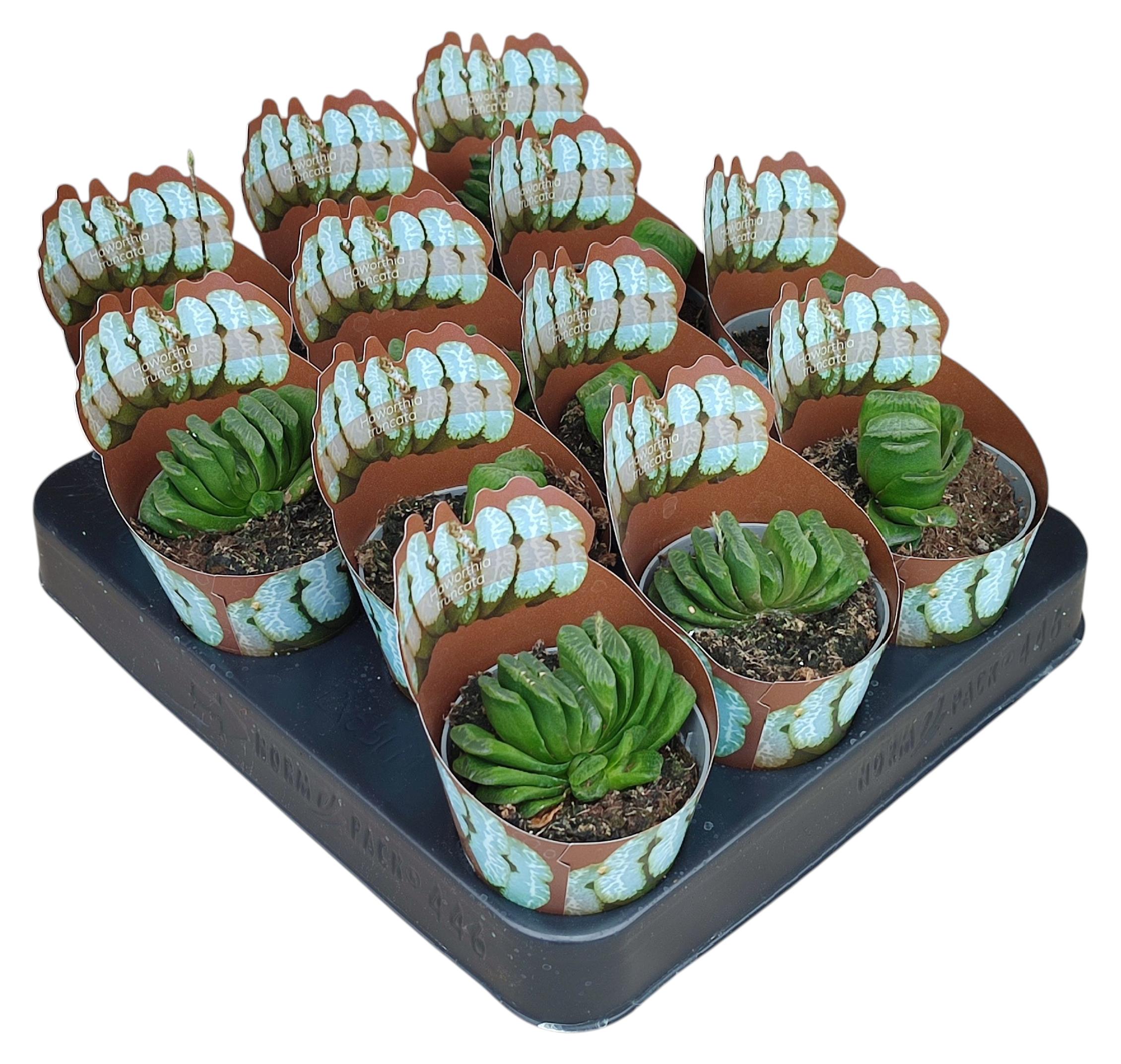 Exotenherz Haworthia truncata - seltene Haworthie - Rarität - 6,5cm Topf - 15cm hoch