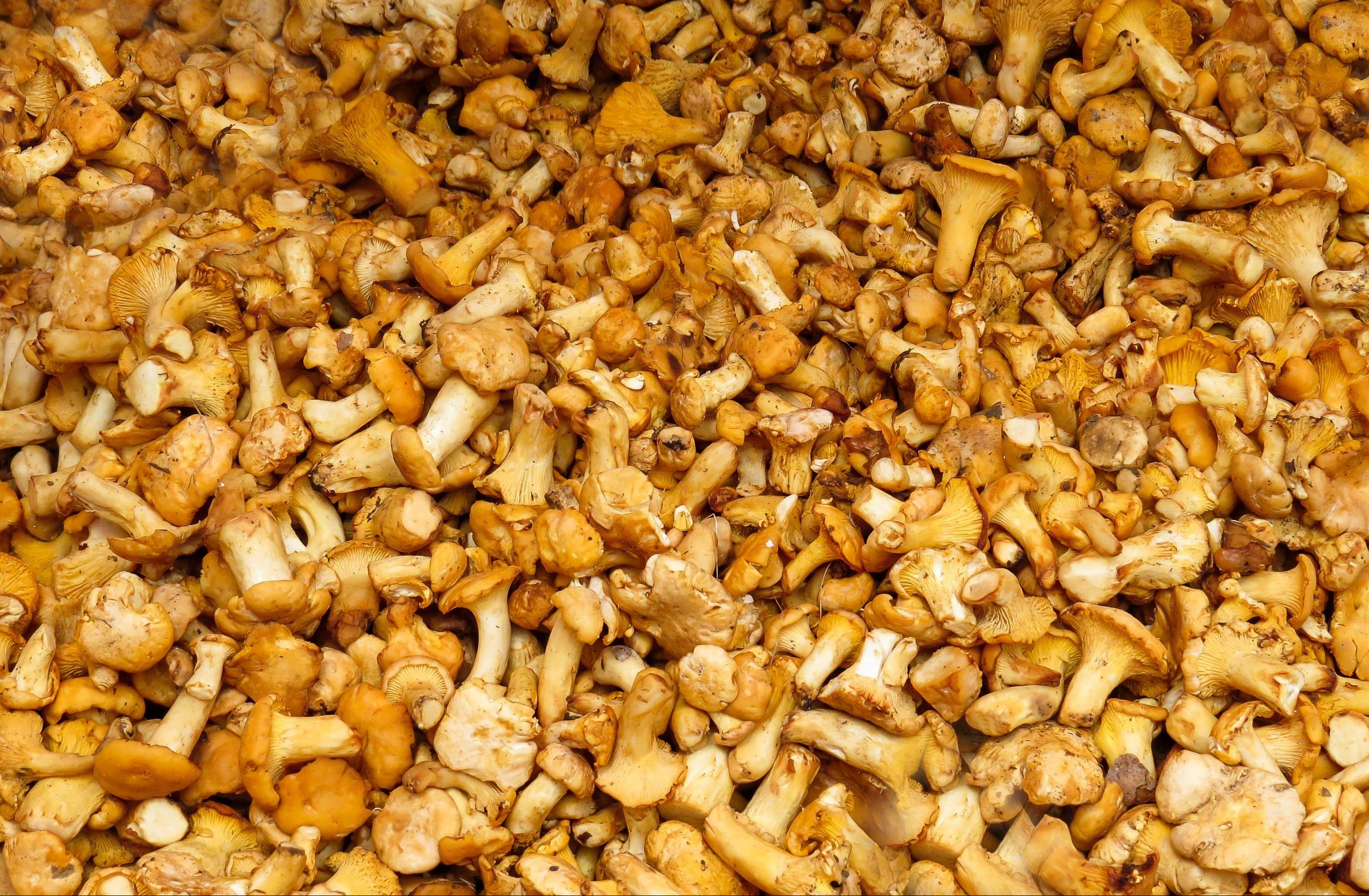 hansepuzzle 40700 - Pfifferlinge Puzzle, 500 Teile, Ernährung, 46,0 x 30,0cm mit hochwertiger Aufbewahrung, Kartonbox & Beutel 30700