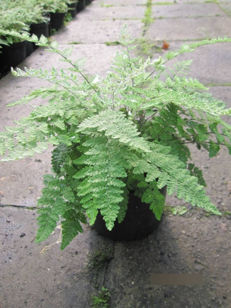 Baumschule Cheilanthes lanosa Cimbra - Haariger Pelzfarn Cimbra - Farne