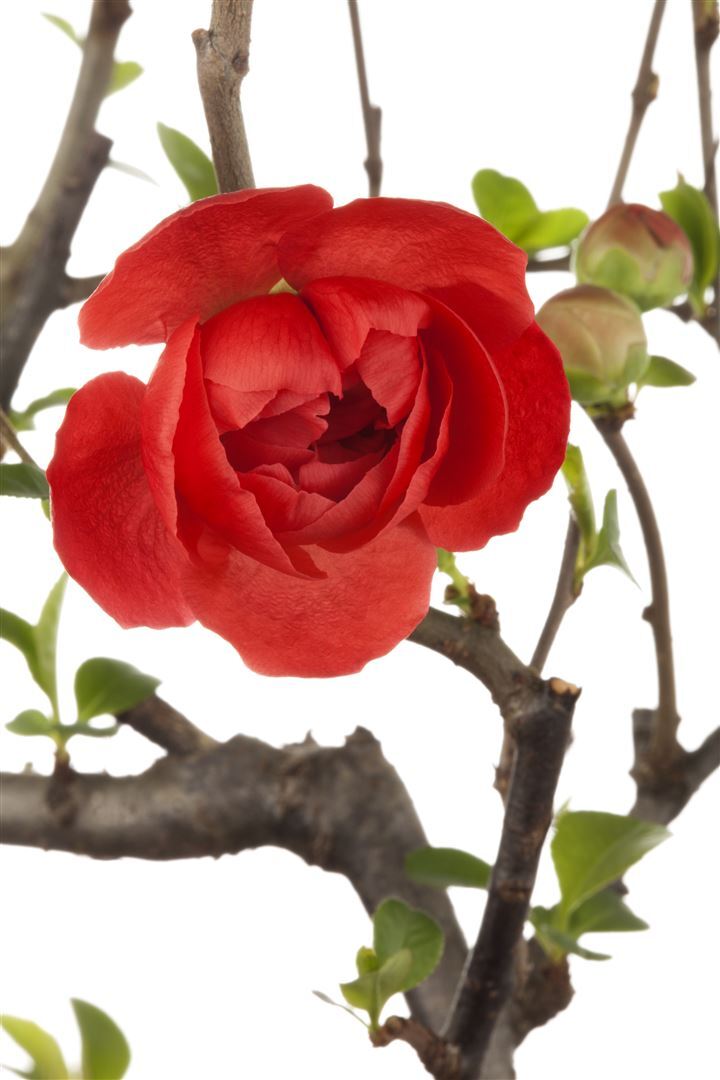 Pflanzen-für-dich.de Chaenomeles 'Friesdorfer Typ 205', Zierquitte, 60–80 cm