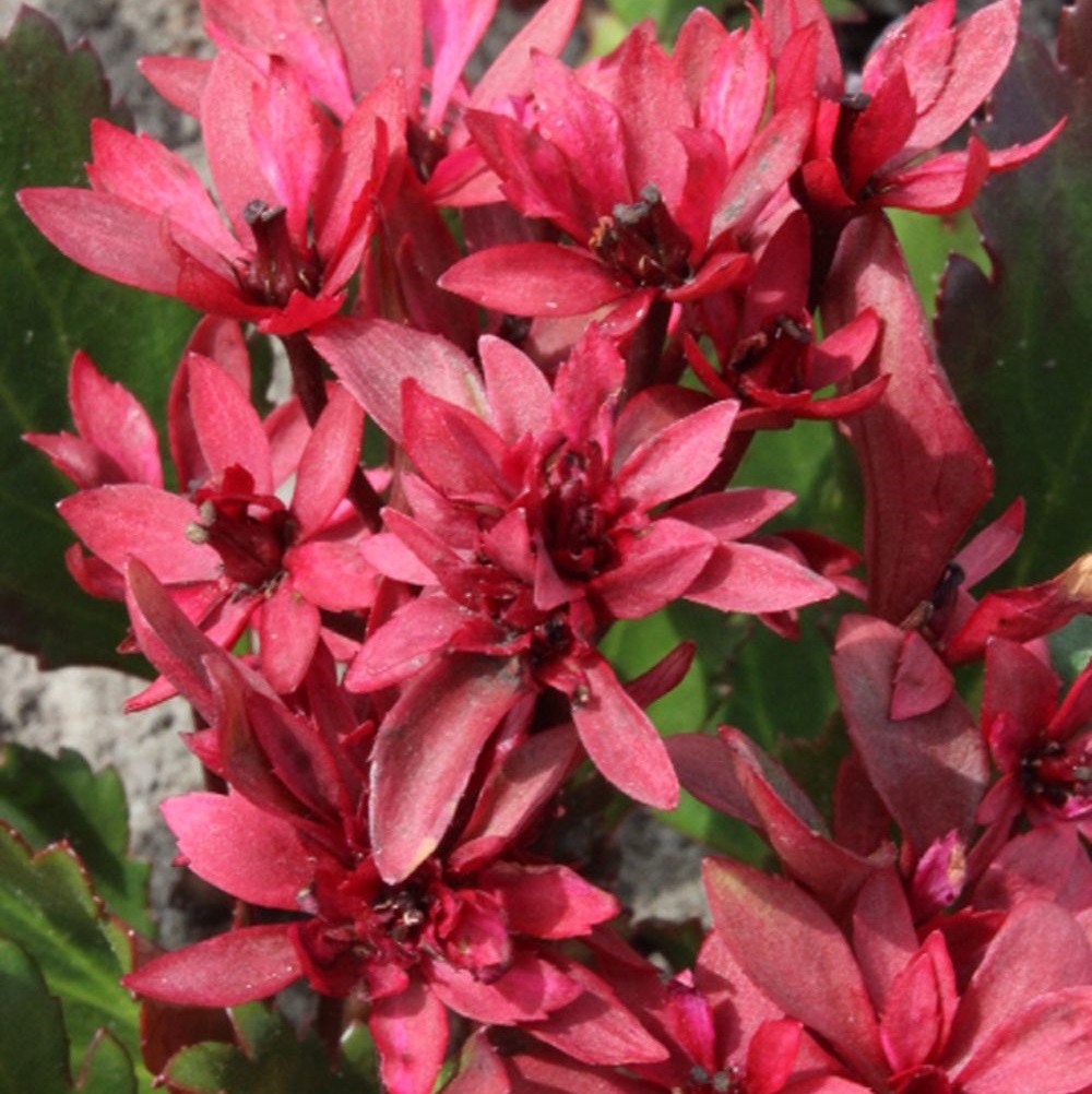 Arborix, grüner und billiger 6 x Mukgenia hybr. - Mukgenia hybrida 'Nova Flame' | Topf 9cm x 9cm VPL-MUNFLAME_124