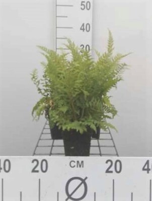 GRDplanten 6 x Polystichum set. 'Herrenhausen' - Borsten-Wurmfarn 'Herrenhausen' - Topf 9 x 9 cm