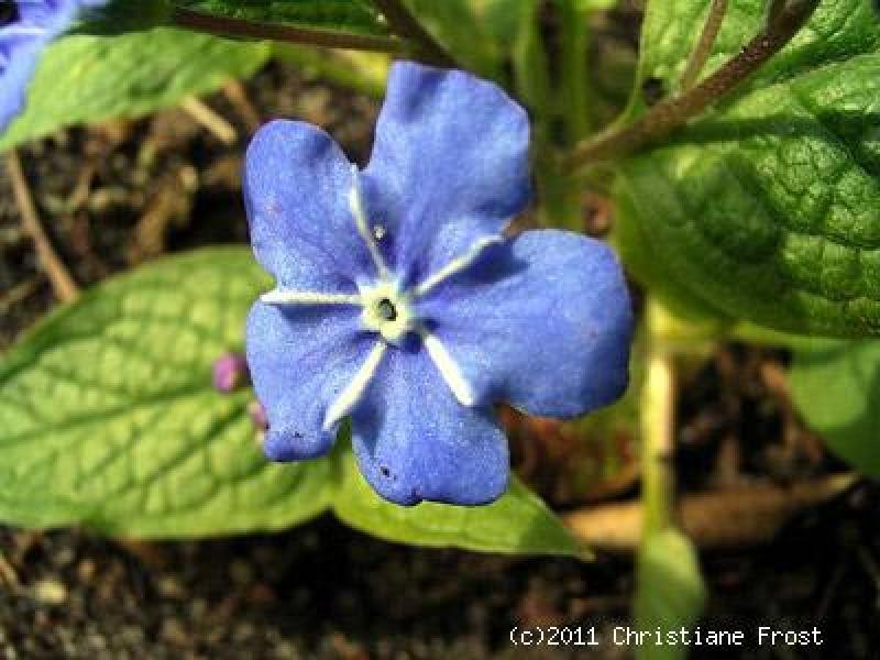 Fechner Pflanzen 4 x Gedenkemein - Bodendecker für den Halbschatten - Tb 9