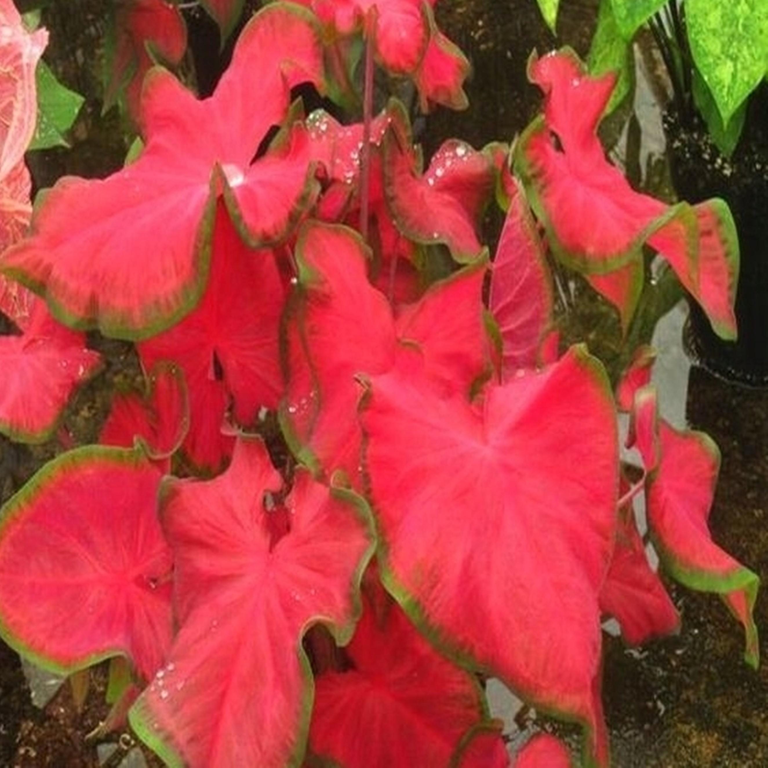 Benex Caladium Knolle Kaladien Buntwurz Caladium - Kaladium Cherry Tart 1 St. VI-IX