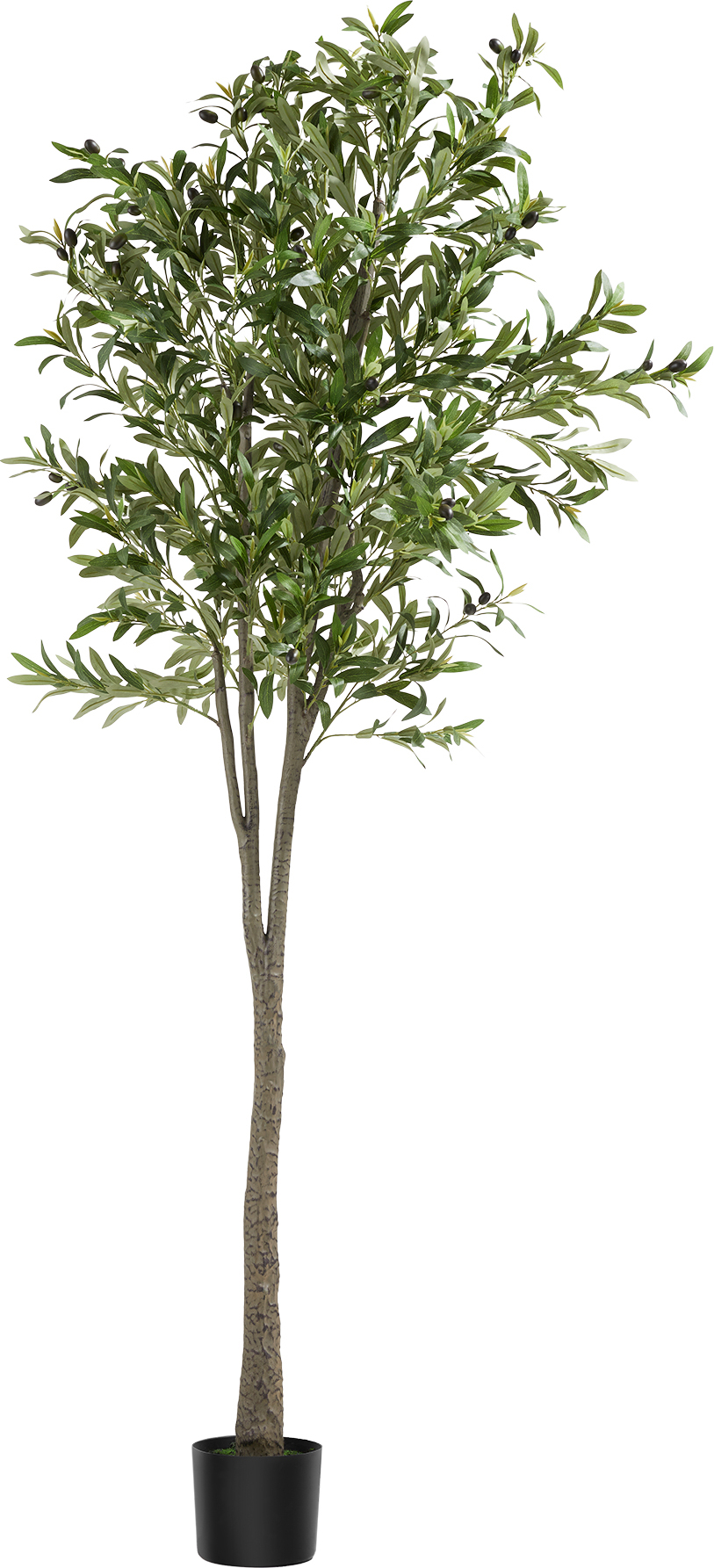 rhododendron 2-3 meter P.J.M. Rhododendron – Plant Detectives main image 0