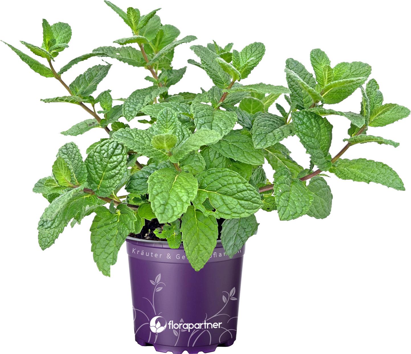 florapartner Marokkanische Tee Minze Mentha spicata