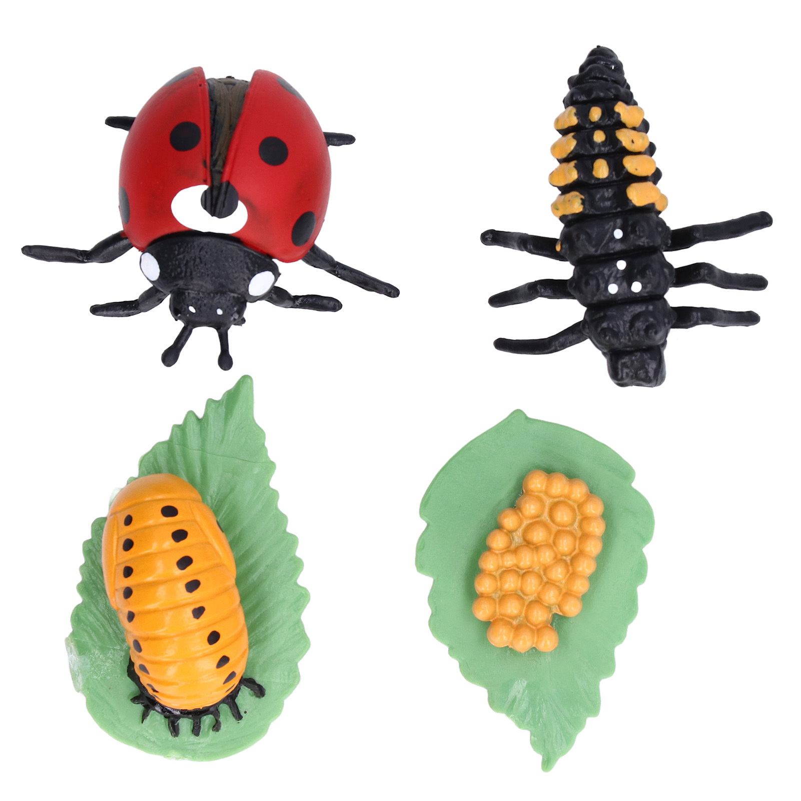 Cocosity Lebenszyklus Figuren,Marienkäfer Wachstumszyklus,Marienkäfer Kit,Wachstumszyklus Modell,Marienkäfer Lebenszyklus Modell Set,Marienkäfer Spielzeug