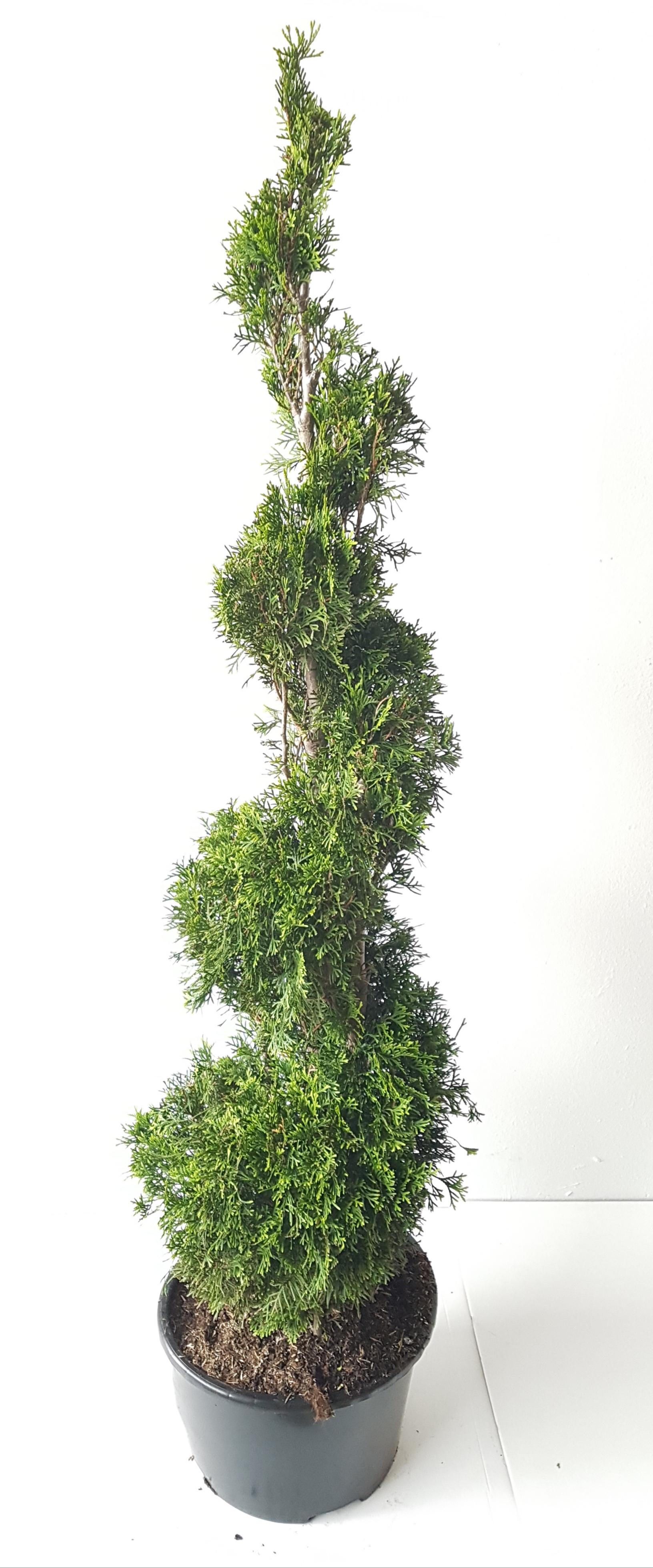 Thujaspirale 'Smaragd' 140150 cm  Thuja occidentalis,