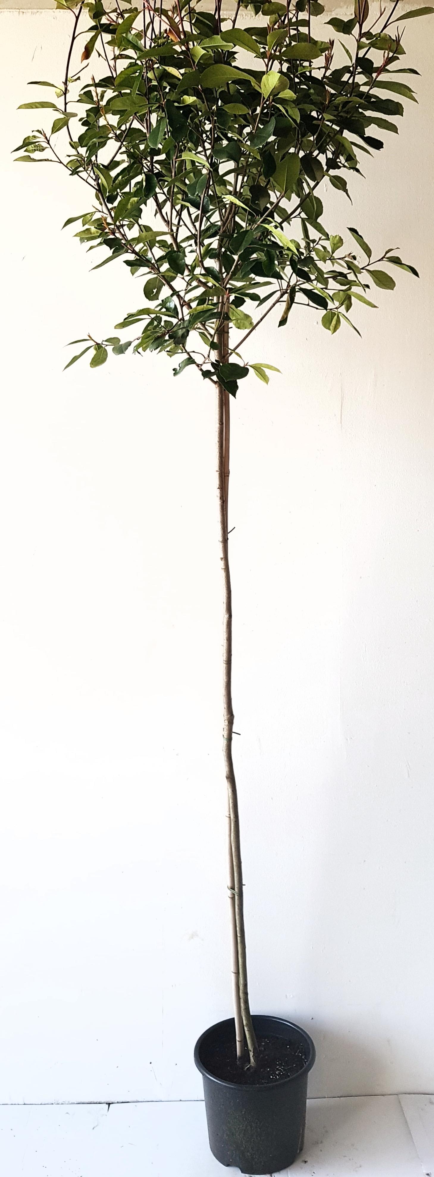 hedera golden kolibri Hedera Golden Kolibri Houseplant – OH SO Floral