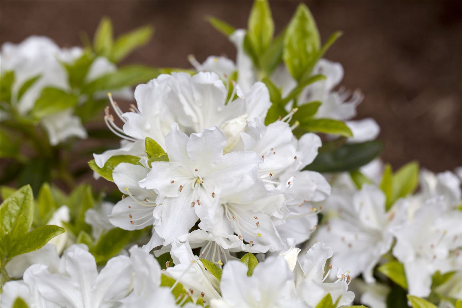 Pflanzen-für-dich.de Rhododendron obtusum 'Palestrina', weiß, 30–40 cm